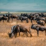 pexels-droneafrica-15373902